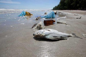 Dead Fish